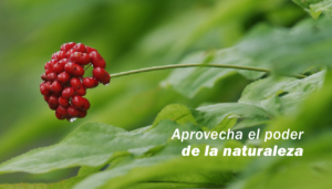 plantas adaptógenas